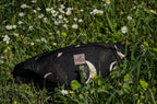 Lunaris - Waist Bag Banana